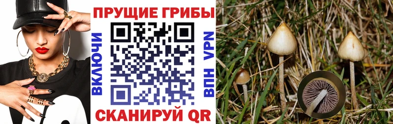 Купить  Болохово  Псилоцибиновые грибы мицелий 